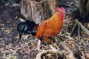 basilhens032.jpg