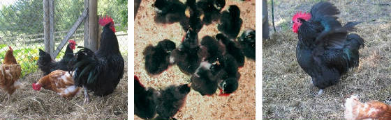 chooks.jpg