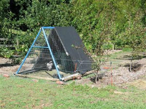 chooktractor.jpg