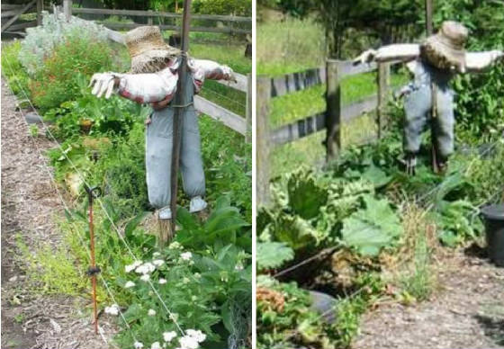 scarecrow.jpg
