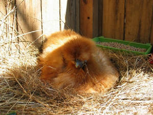 silkiebroody01.jpg