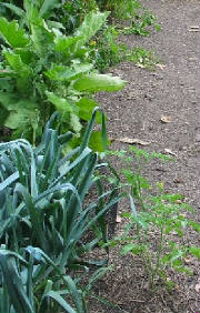 vegies0022.jpg