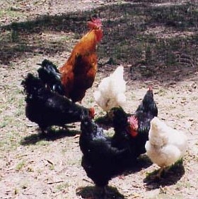 basilhens022.jpg