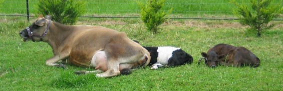 cowcalves.jpg