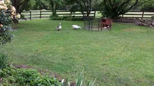 geese.jpg